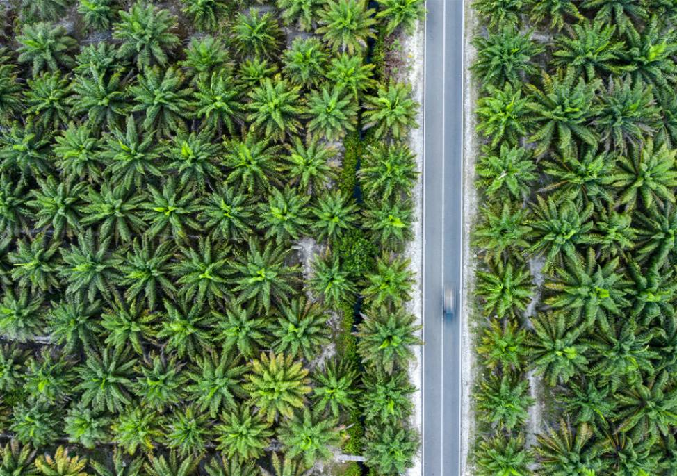 Crude Palm Oil (CPO)